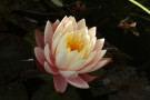 Water Lily, Guiseley